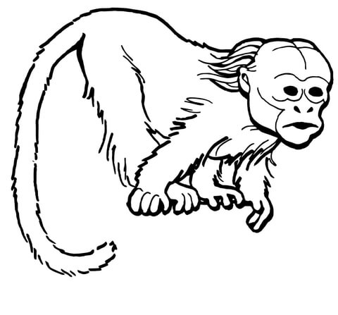 Curious Uakari Monkey Coloring Page